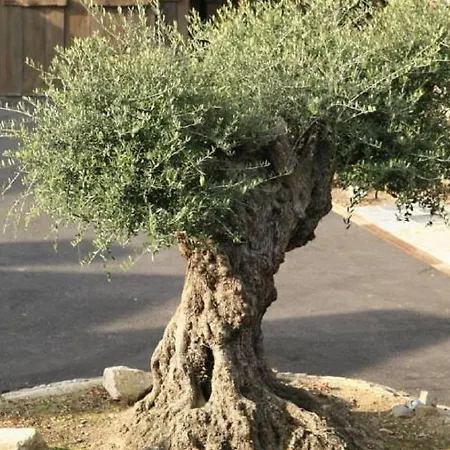 With Furry Friends * Vielsalm