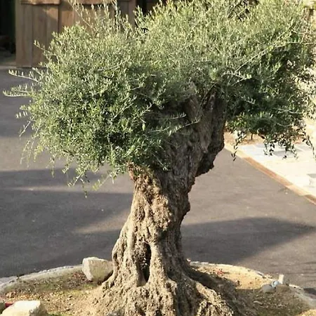 With Furry Friends Casa vacanze *